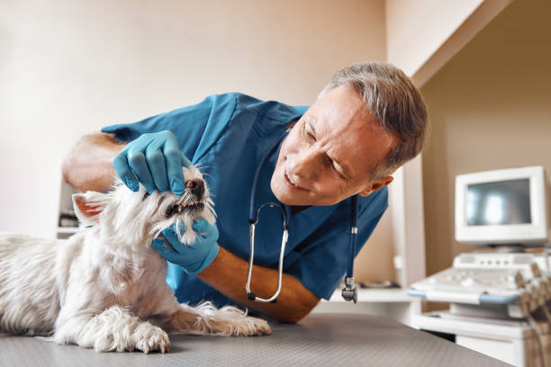 Best Pediatric Emergency Dentist in Fannett, TX